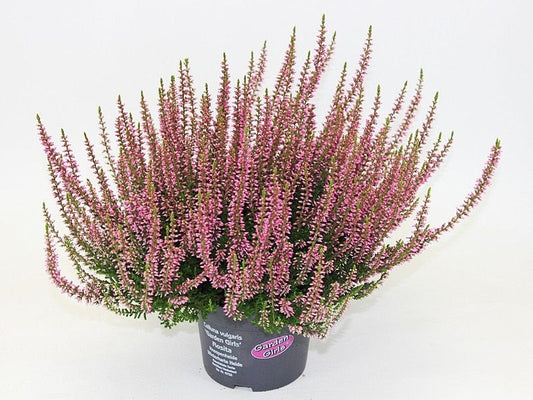 Calluna Garden Girls pink 20cm 12cm Pot