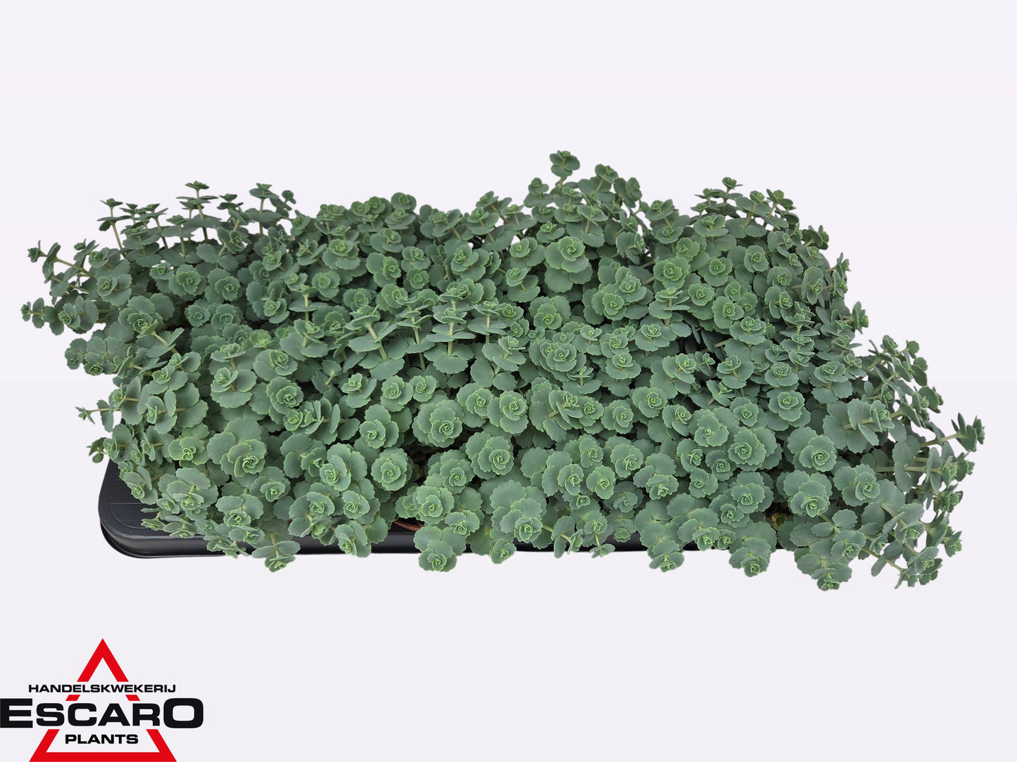 Sedum sieboldii (O) 18cm 12cm Pot