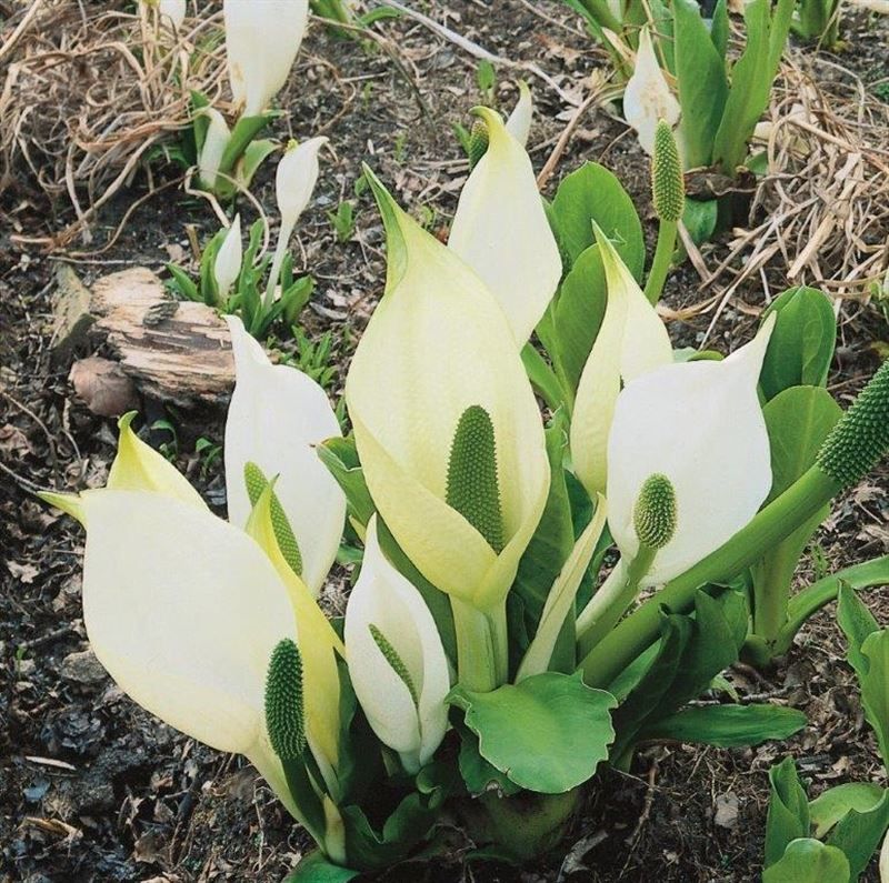 Lysichiton camtschatcensis 30cm 18cm Pot