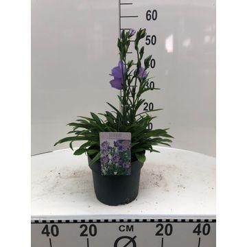 Campanula Takion Blue (perennial) 45cm 19cm Pot