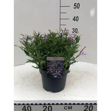 Isotoma axi. Shooting star 26cm 19cm Pot
