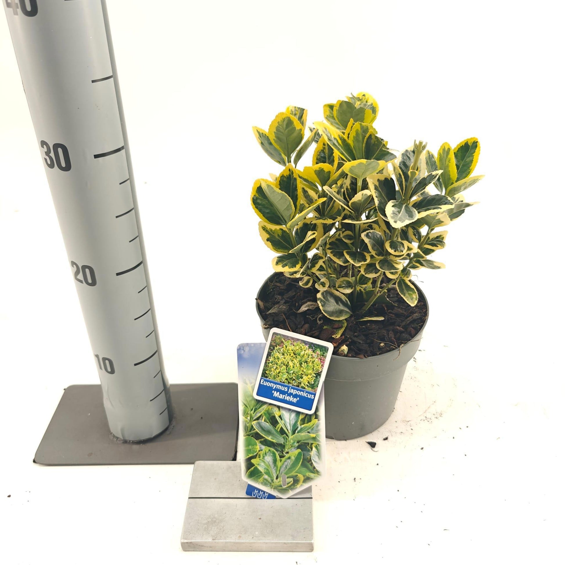 Euonymus jap. Ovatus Aureus 25cm 17cm Pot