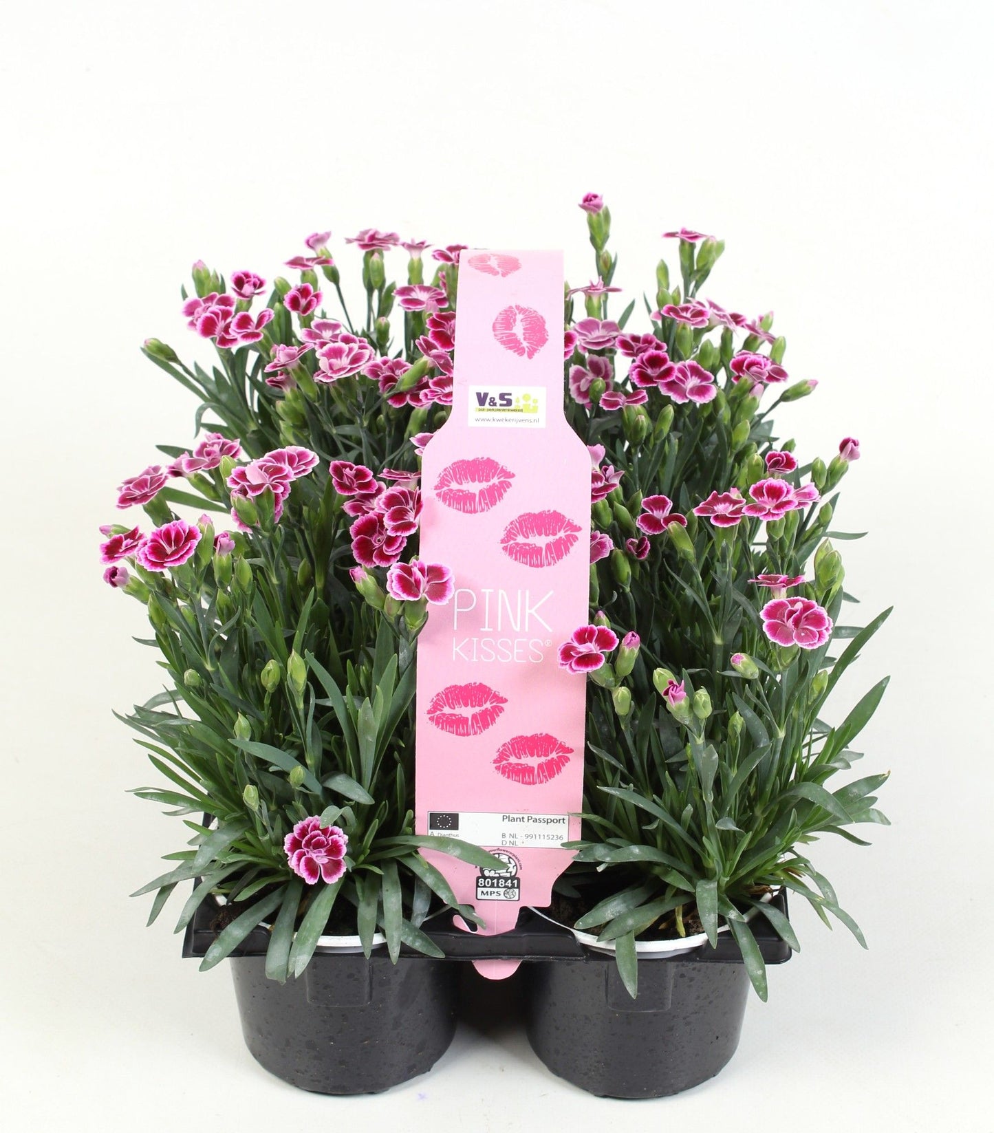 Dianthus Pink Kisses 6-pack 15cm 9cm Pot