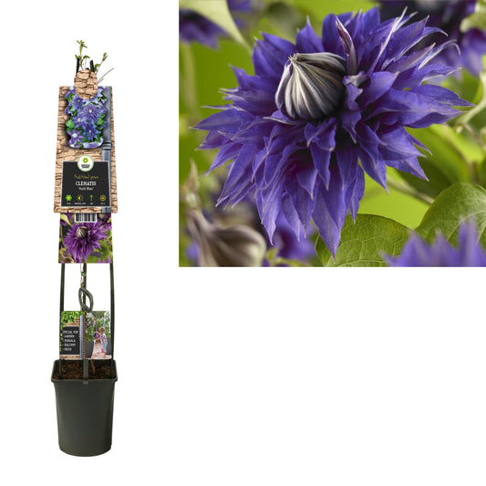 Clematis pat. Multi Blue 115cm 23cm Pot