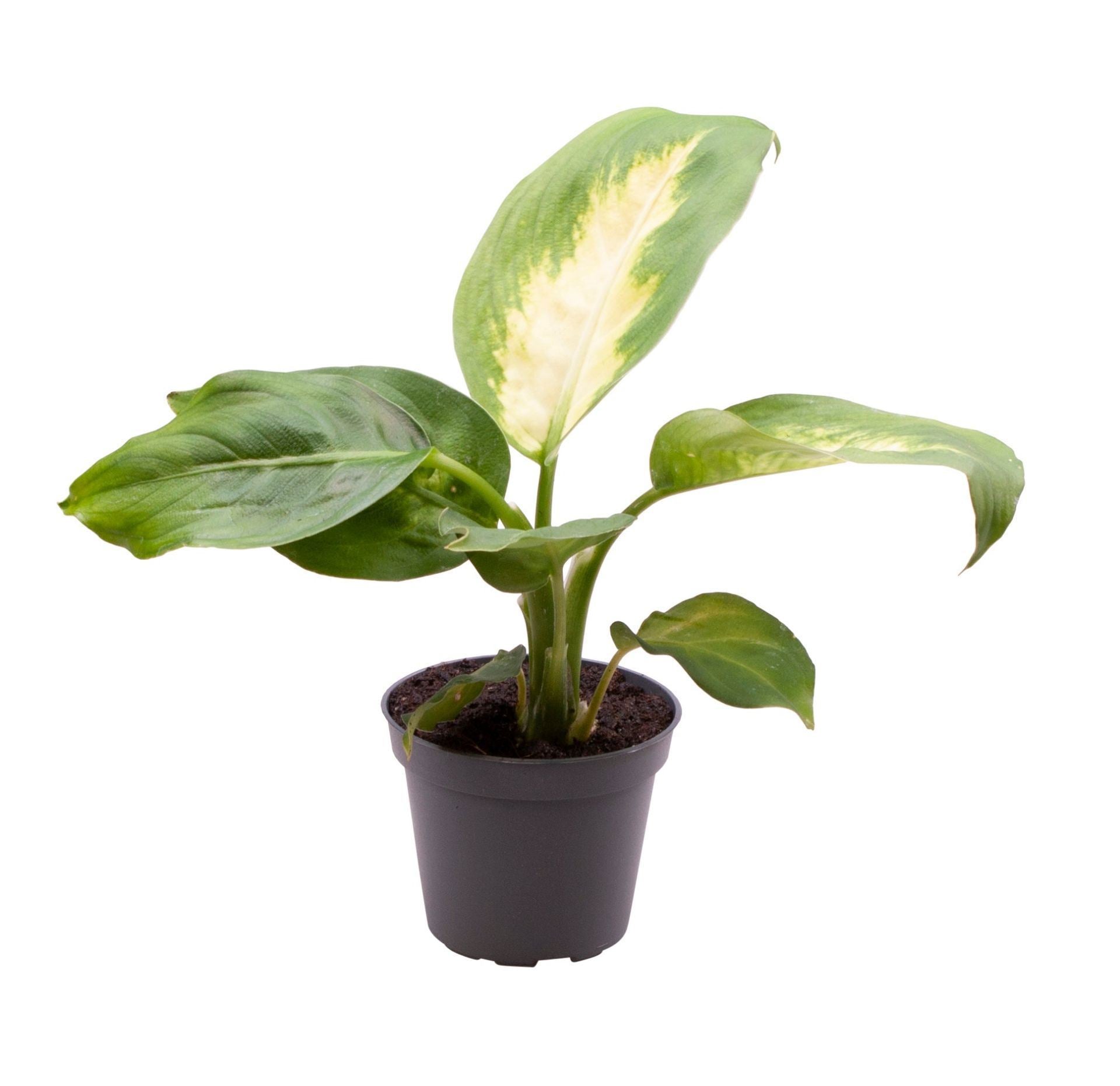 Dieffenbachia Camilla 14cm 6cm Pot