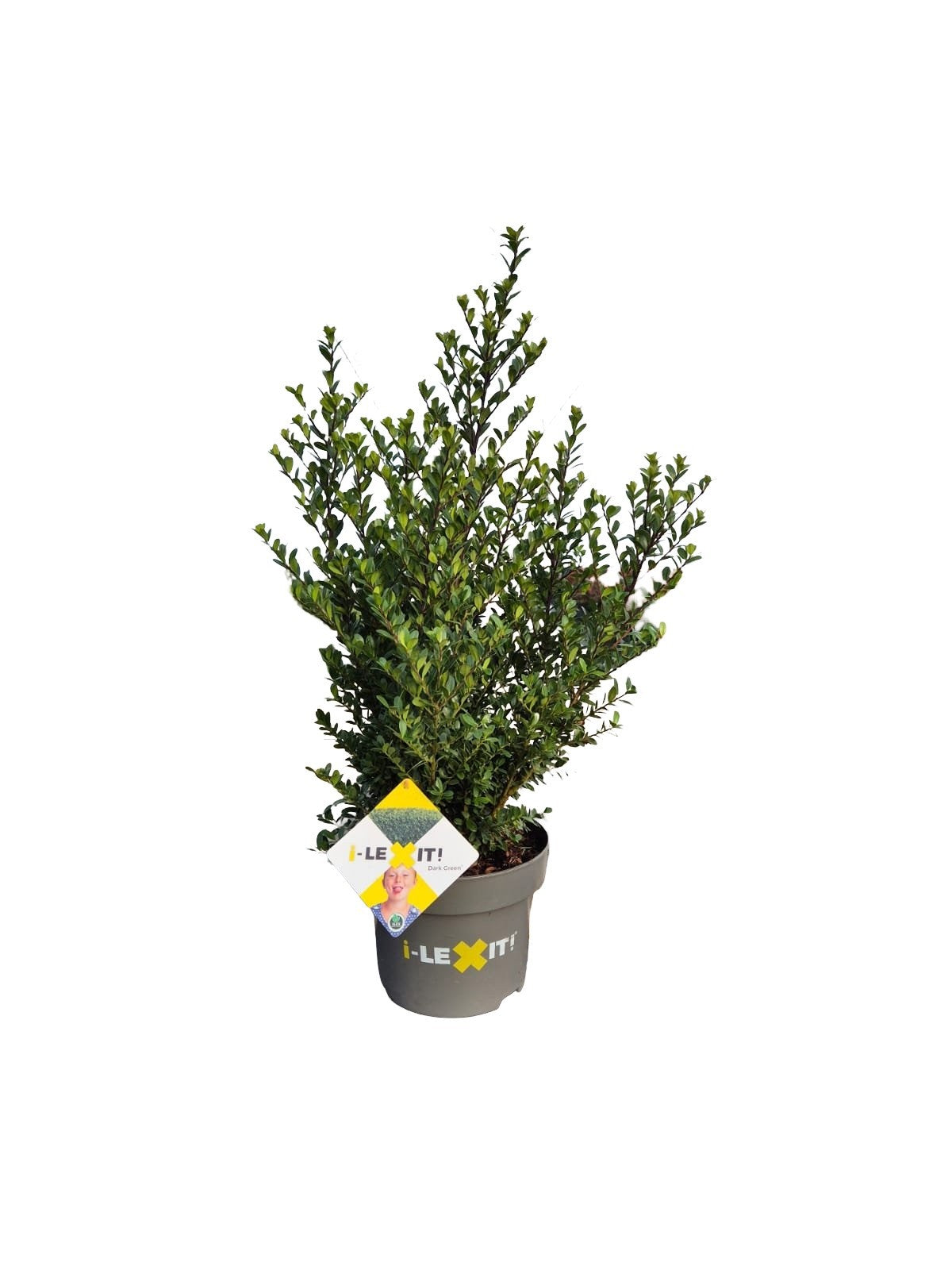 Ilex crenata Dark Green Bush 60cm 23cm Pot