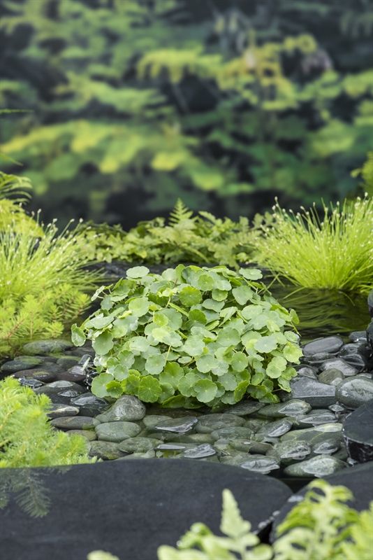 Hydrocotyle vulgaris 20cm 9cm Pot