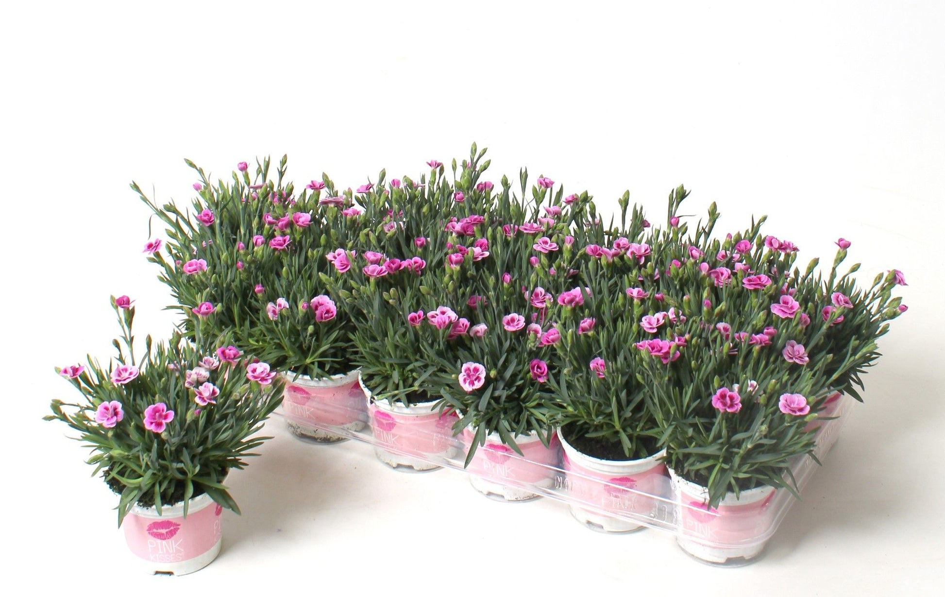 Dianthus Pink Kisses 15cm 9cm Pot