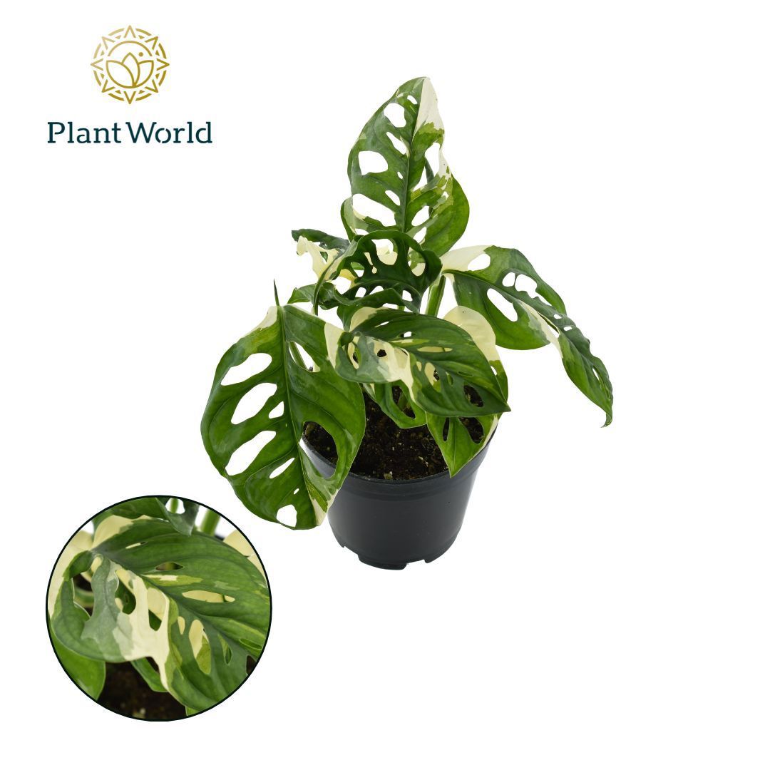 Monstera Variegated 25cm 14cm Pot