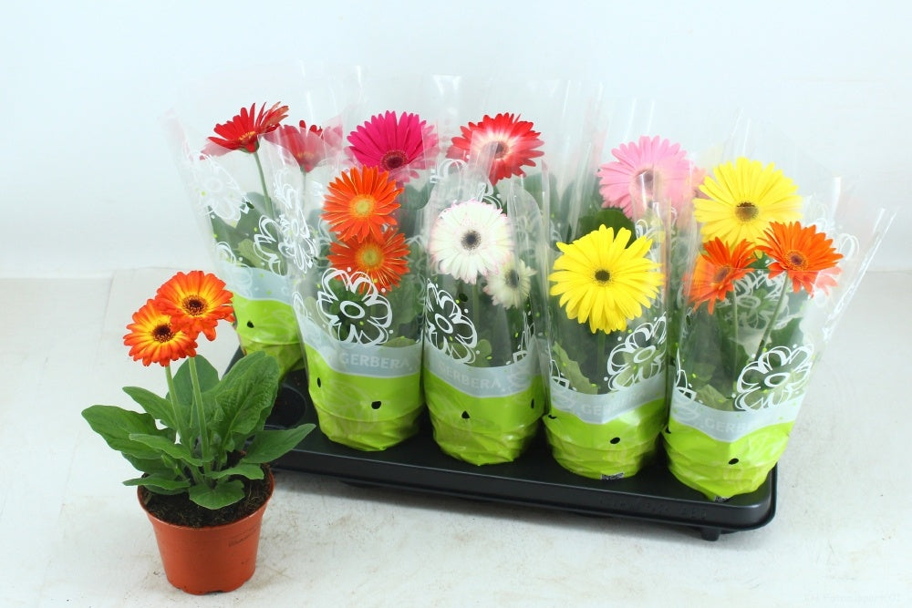 Gerbera mix 30cm 12cm Pot