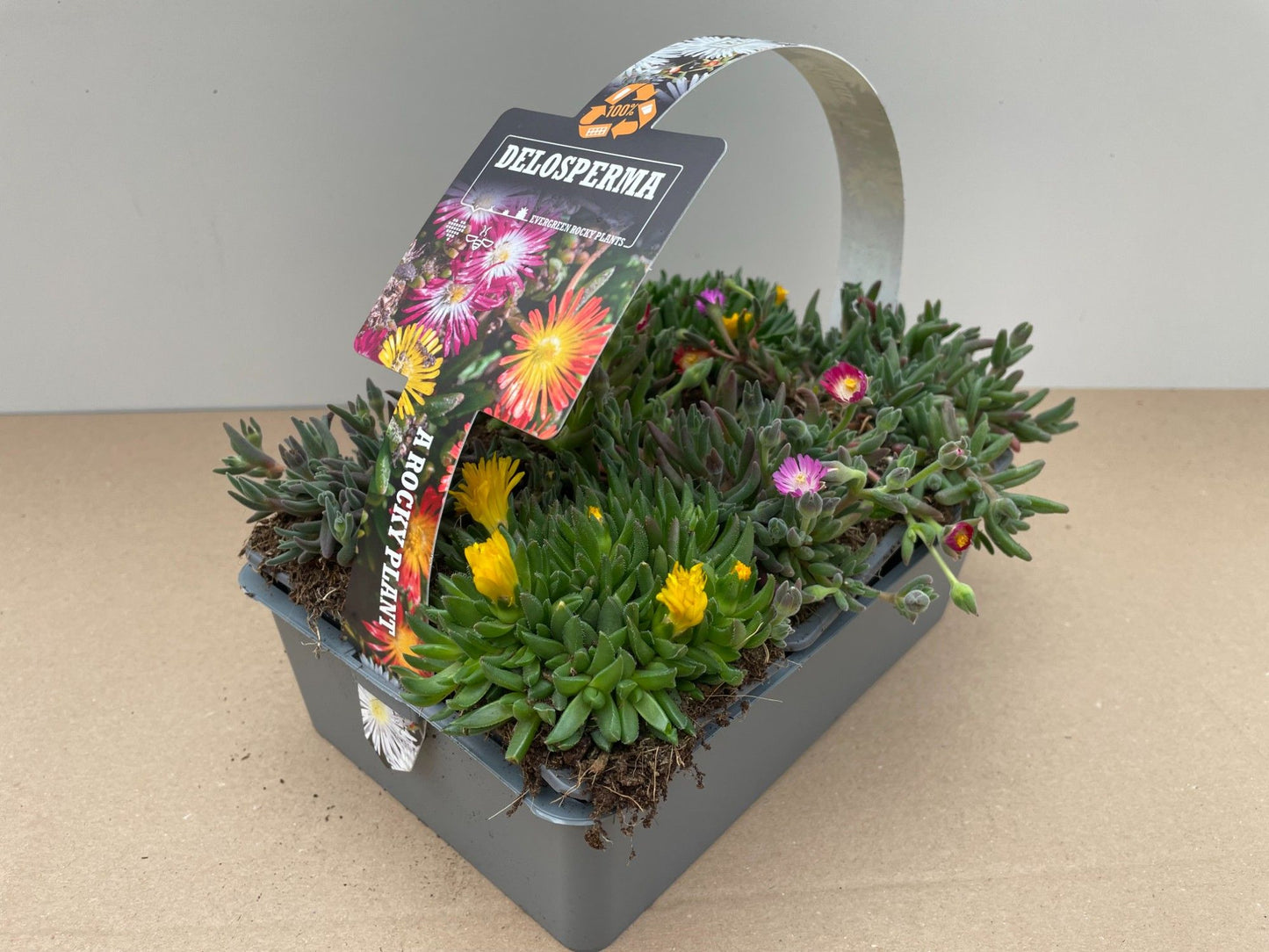 Delosperma cooperi 5cm 7cm Pot