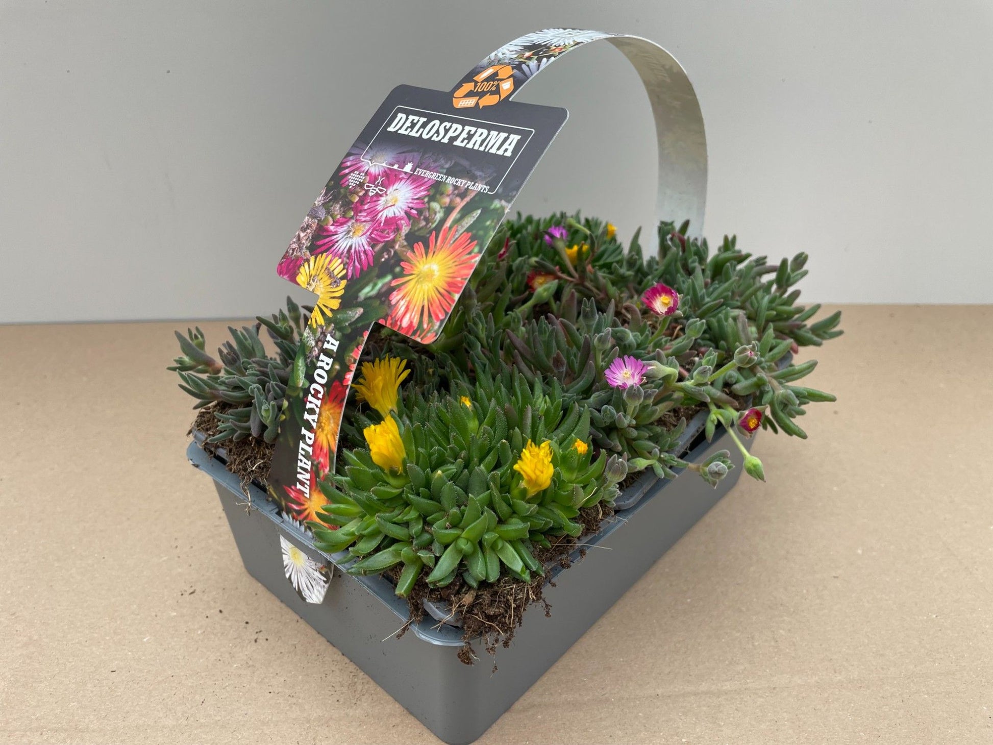 Delosperma cooperi 5cm 7cm Pot