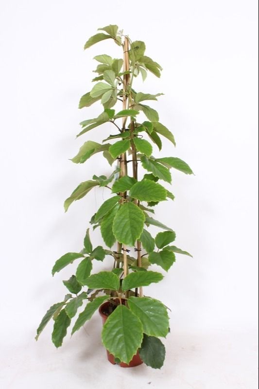 Tetrastigma voin. pyramid 150cm 27cm Pot