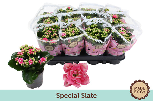 Kalanchoe Slate Purple 19cm 9cm Pot