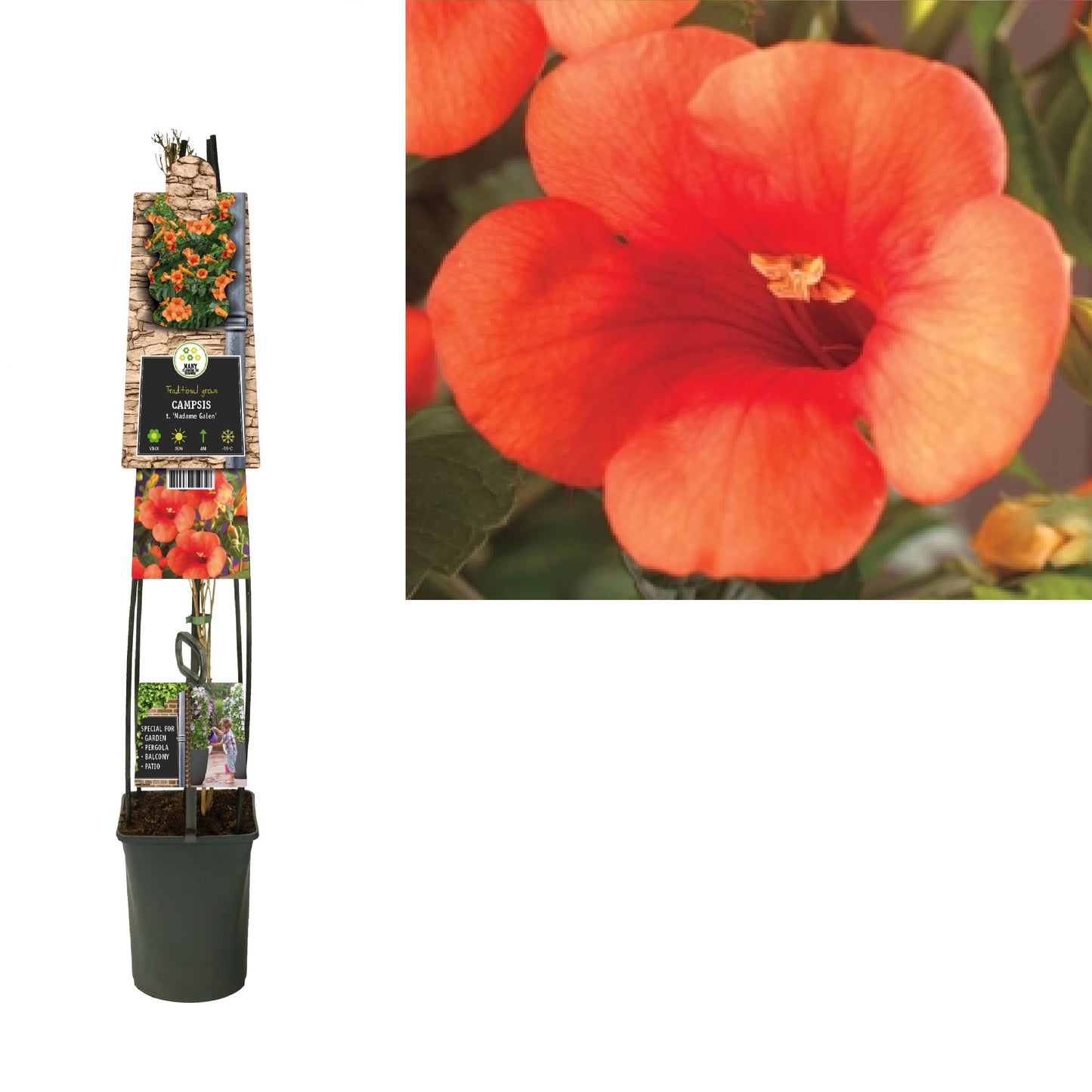 Campsis tagliabuana Madame Galen 115cm 23cm Pot