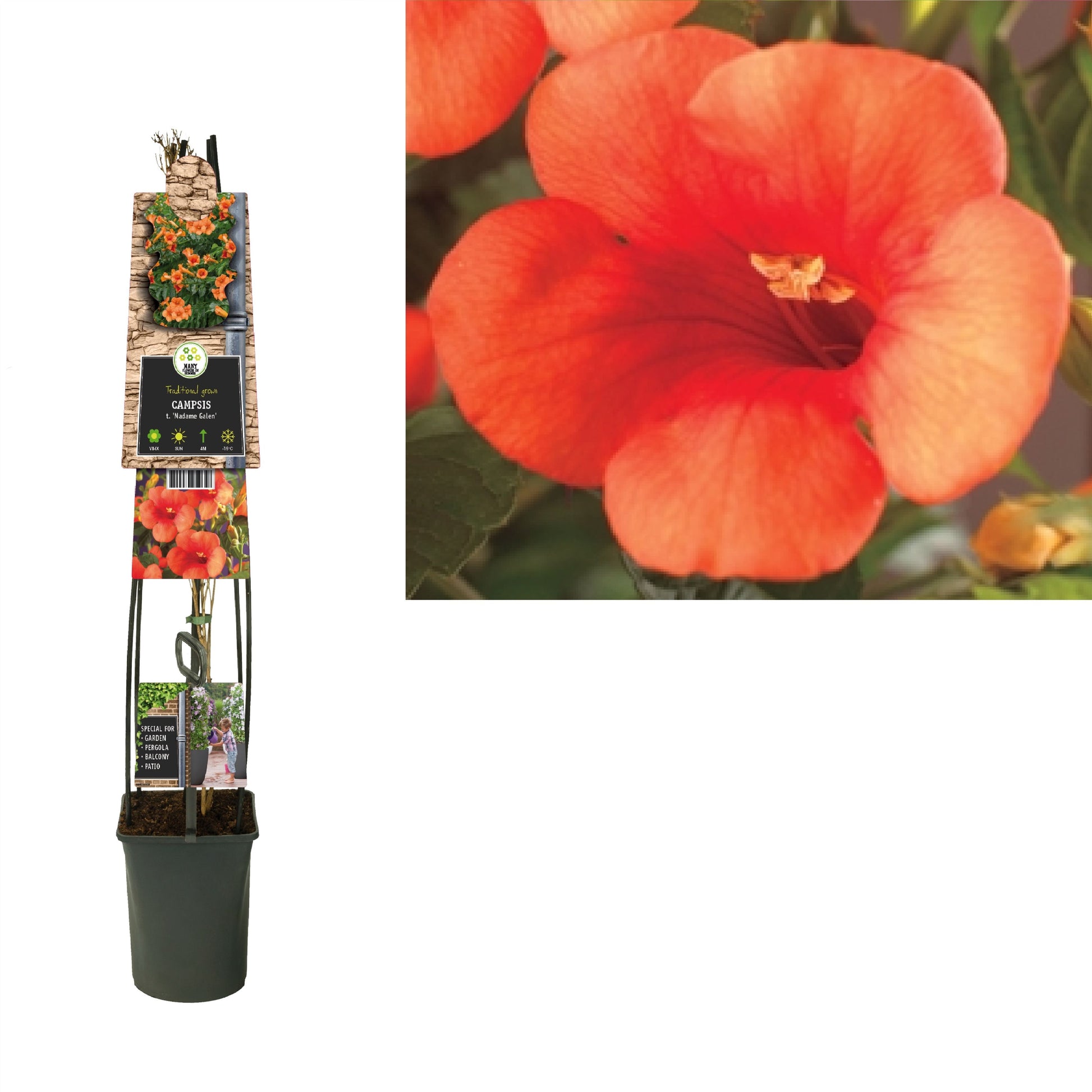 Campsis tagliabuana Madame Galen 115cm 23cm Pot