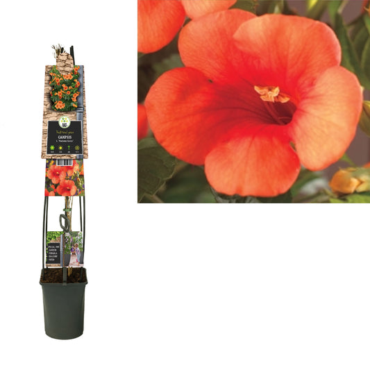 Campsis tagliabuana Madame Galen 115cm 23cm Pot