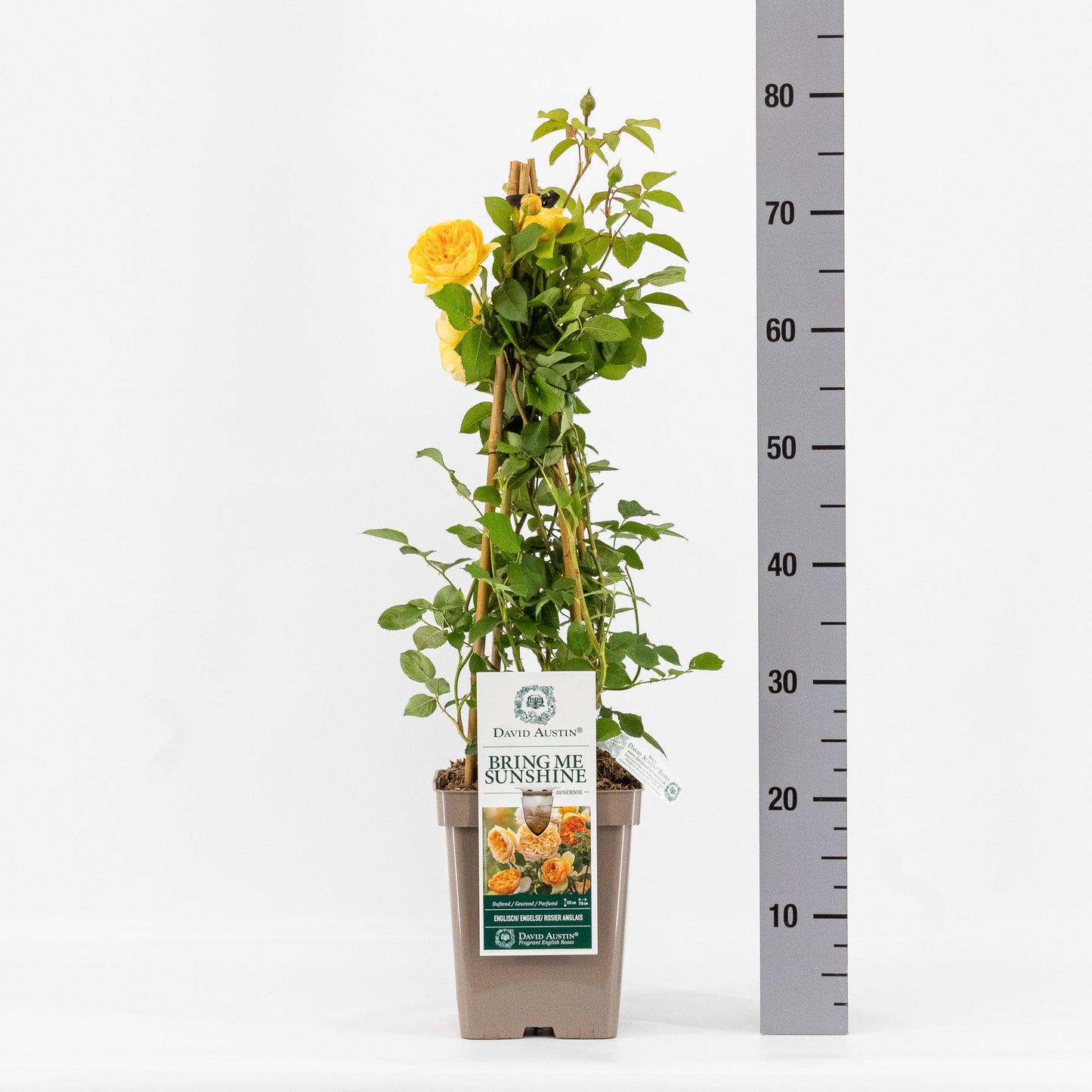 Rosa Hybrid 40cm 23cm Pot