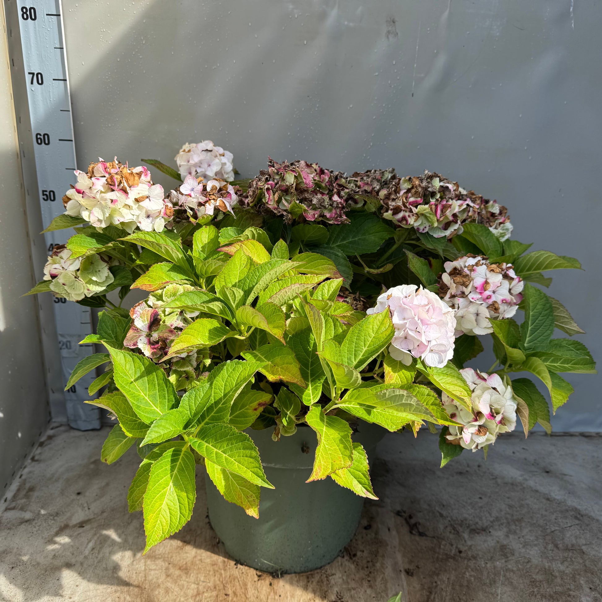 Hydrangea macr. Magical Noblesse 55cm 35cm Pot