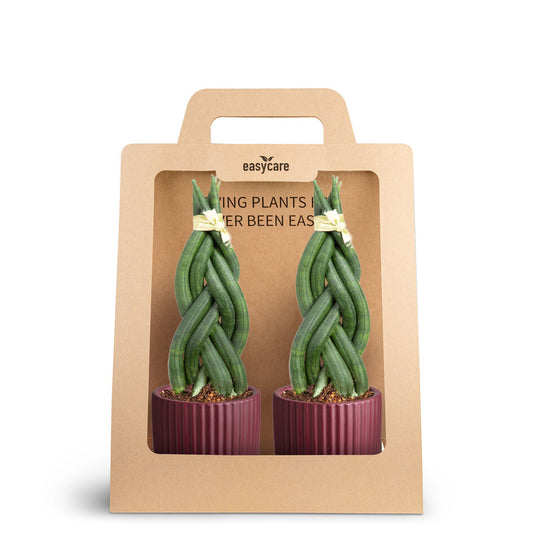 2-Pack Nordic Aubergine, Braid 15cm 7cm Pot