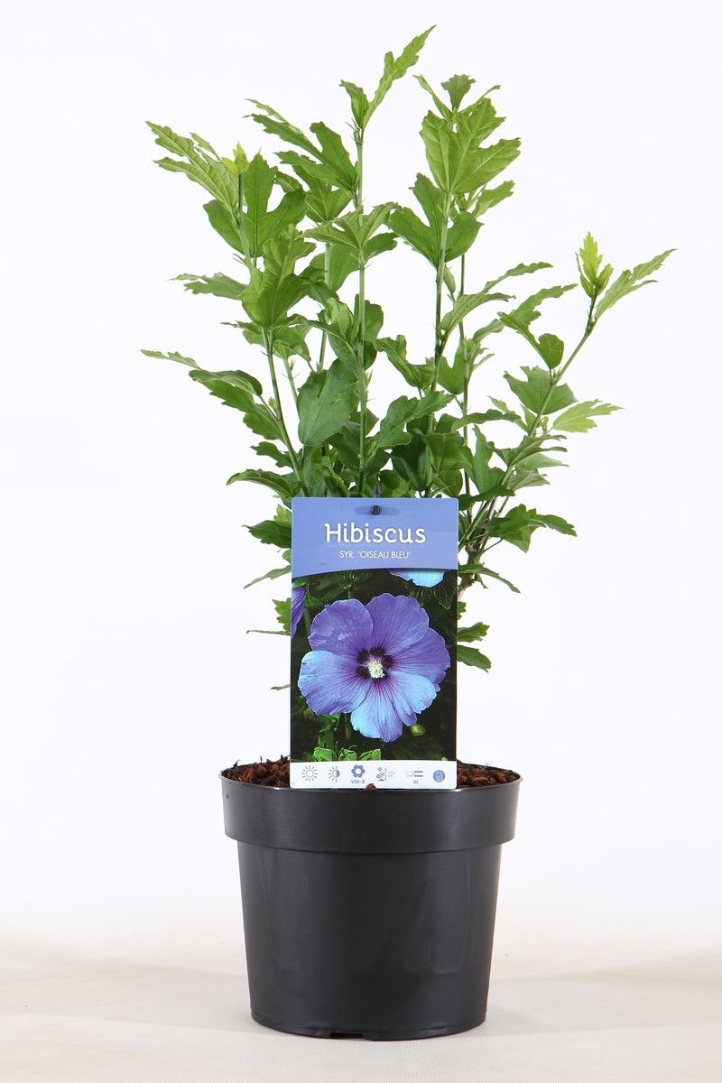Hibiscus syriacus Oiseau Bleu 55cm 19cm Pot