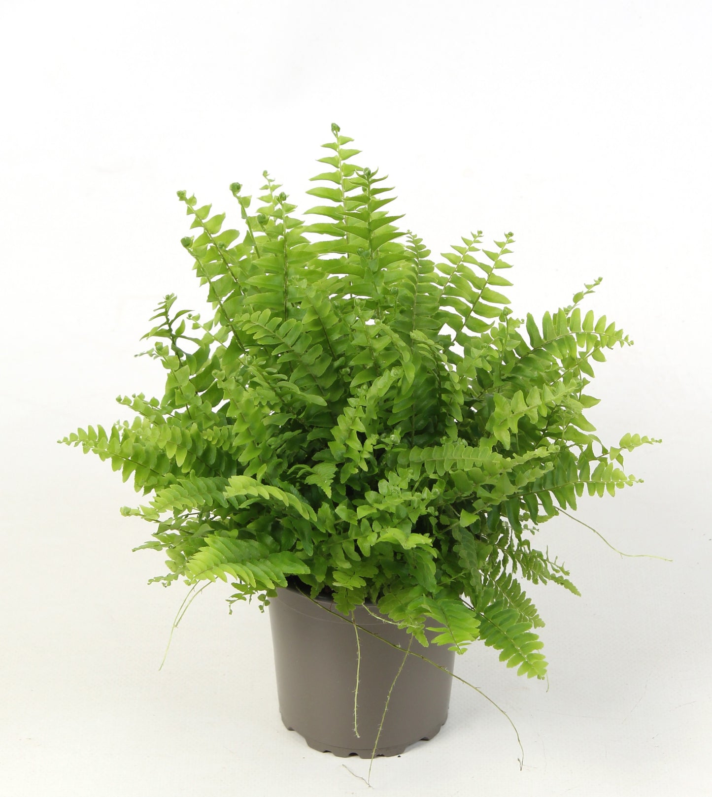 Nephrolepis Green Moment 15cm 9cm Pot