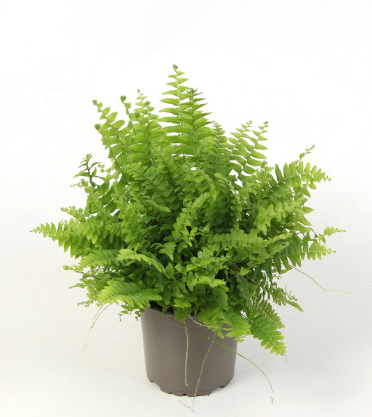 Nephrolepis Green Moment 15cm 9cm Pot