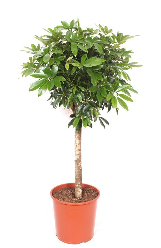 Schefflera Compacta 140cm 30cm Pot