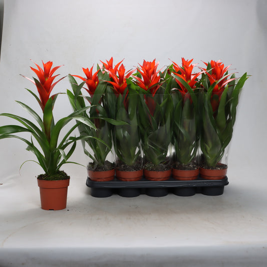 Guzmania Ostara 40cm 12cm Pot