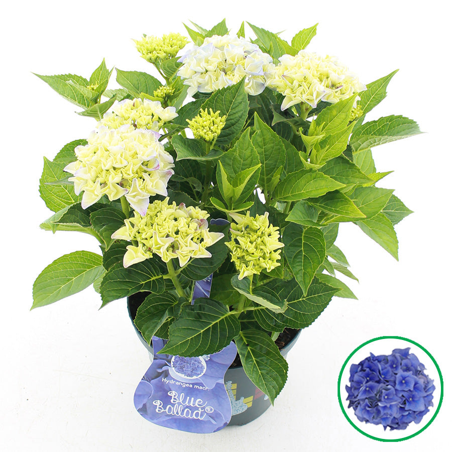 Hydrangea macr. Blue Ballad 45cm 23cm Pot