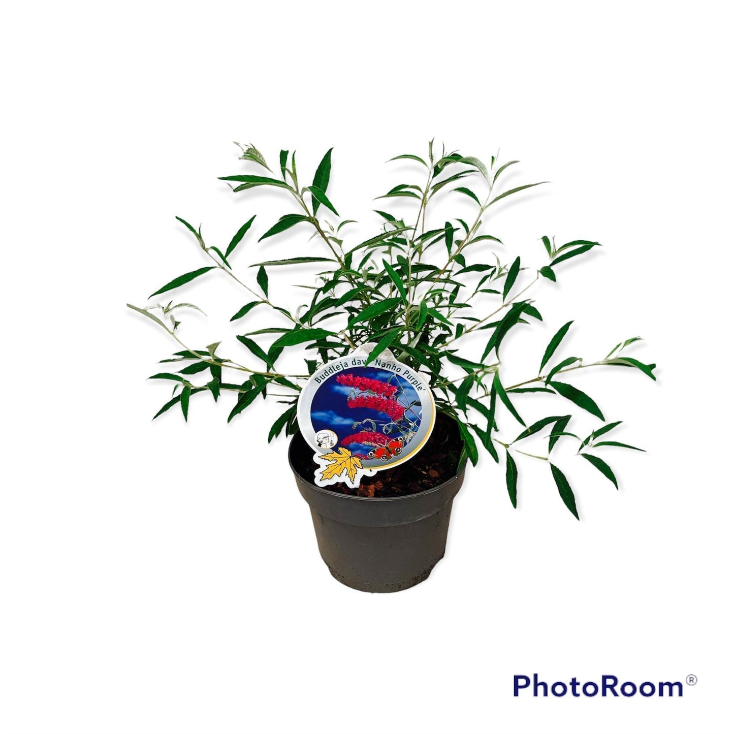 Buddleja davidii Nanho Purple 50cm 19cm Pot