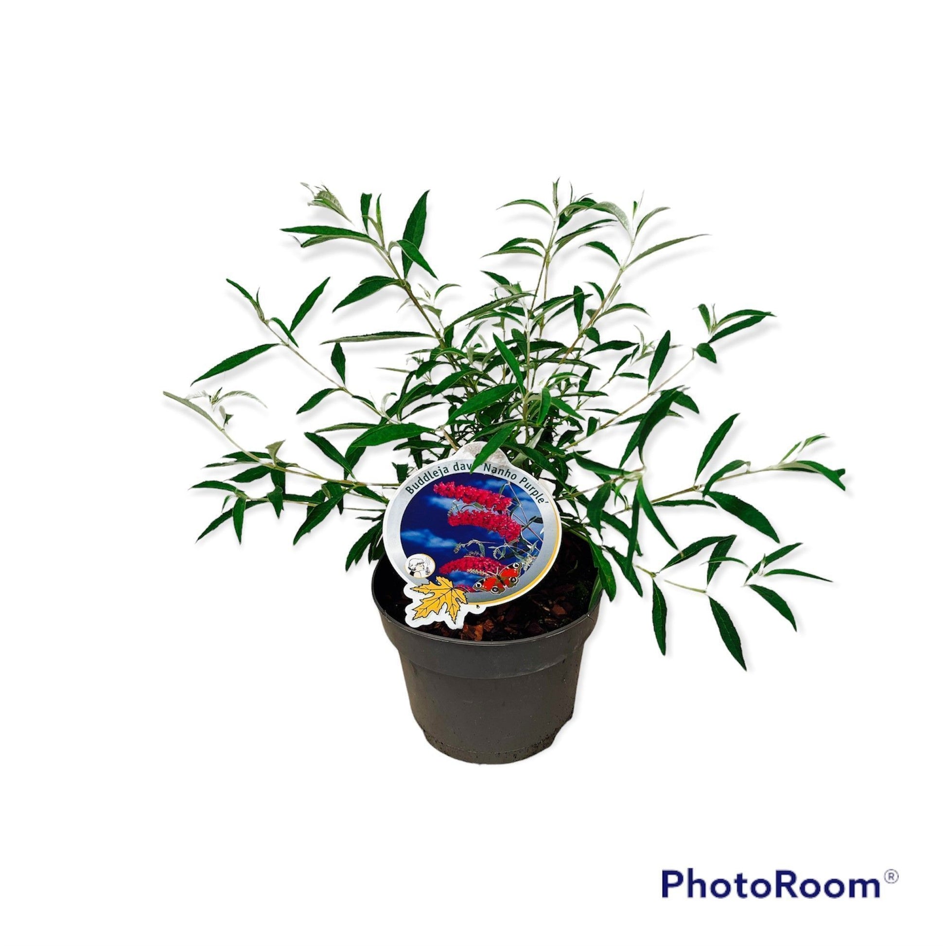 Buddleja davidii Nanho Purple 50cm 19cm Pot