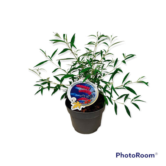 Buddleja davidii Nanho Purple 50cm 19cm Pot
