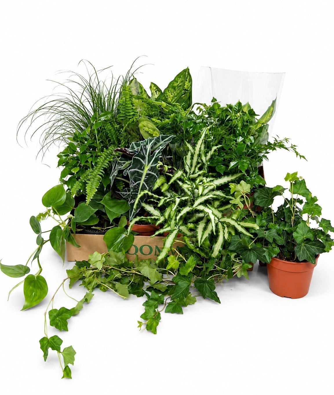 Foliage houseplants mix 20cm 12cm Pot