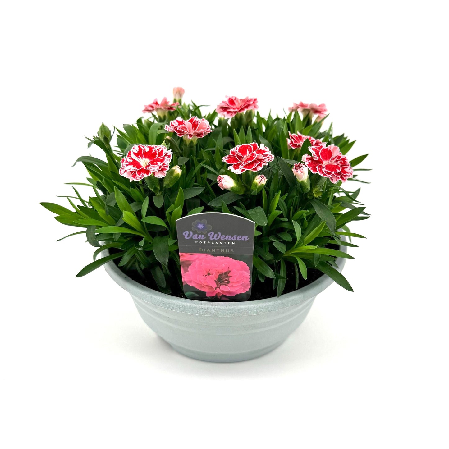 Dianthus Oscar White and Red 22cm 21cm Pot