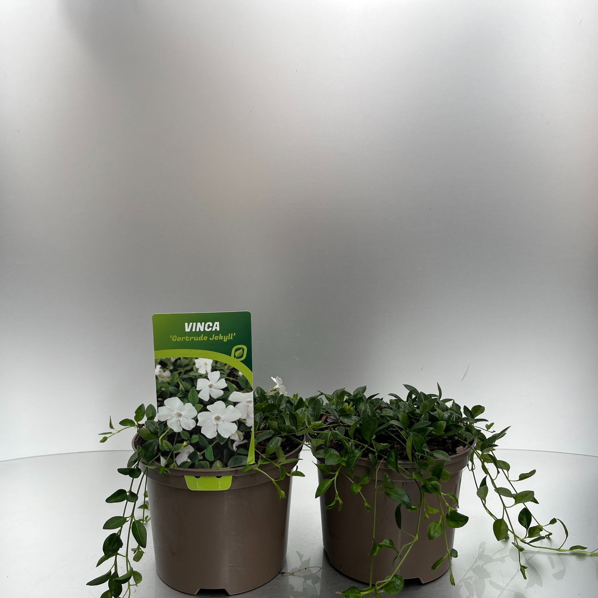 Vinca min. Gertrude Jekyll 20cm 17cm Pot
