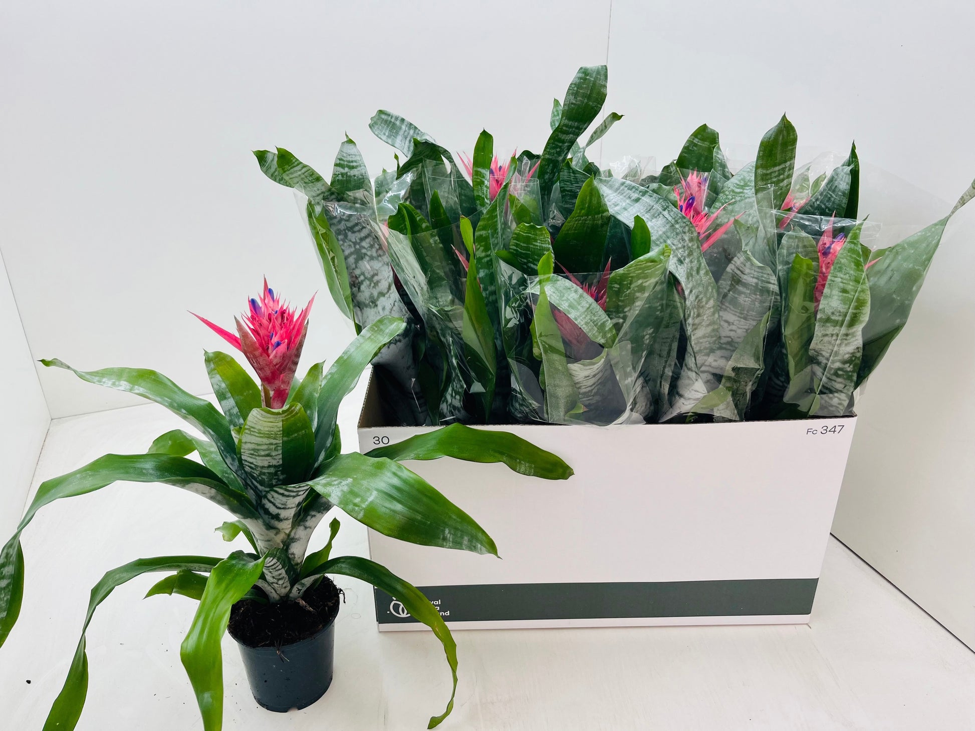 Aechmea Primera 50cm 12cm Pot
