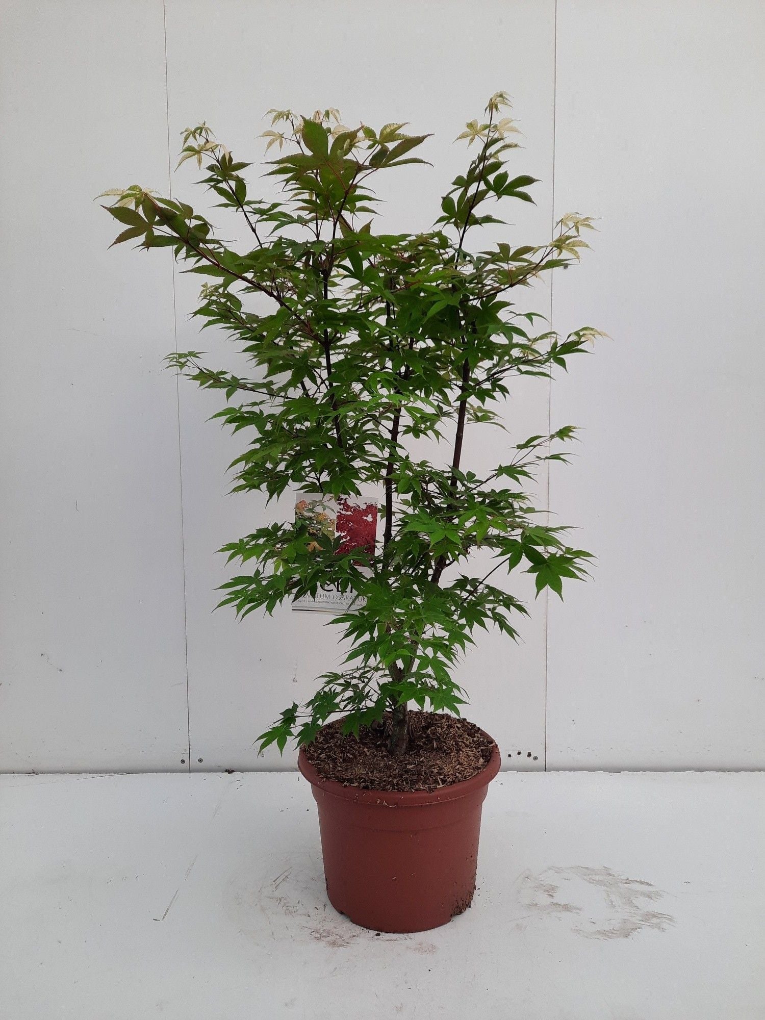 Acer palm. Osakazuki 120cm 32cm Pot