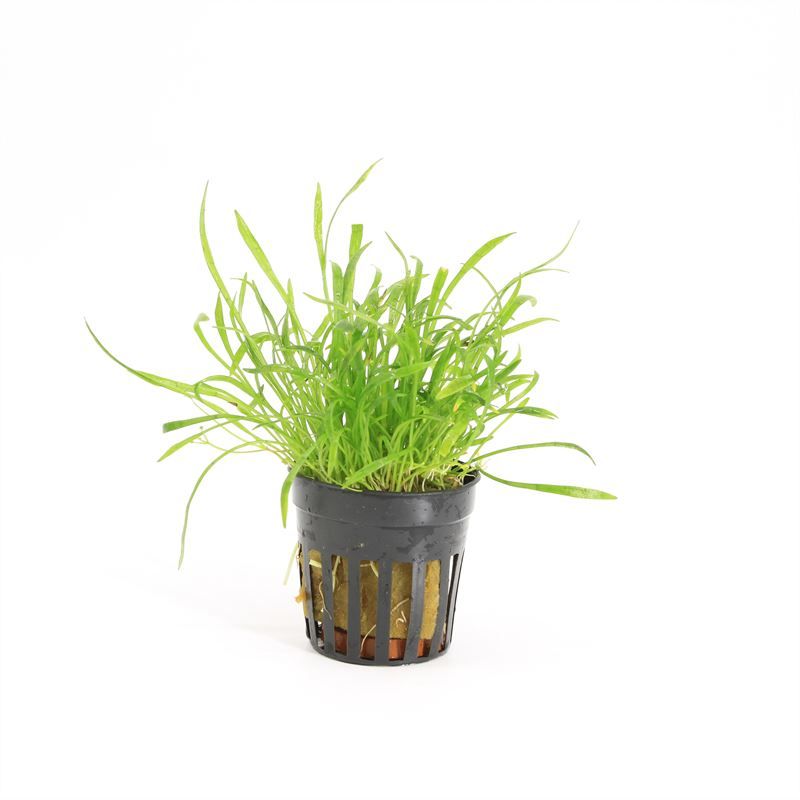 Lilaeopsis Novea-Zealandiae 10cm 5cm Pot