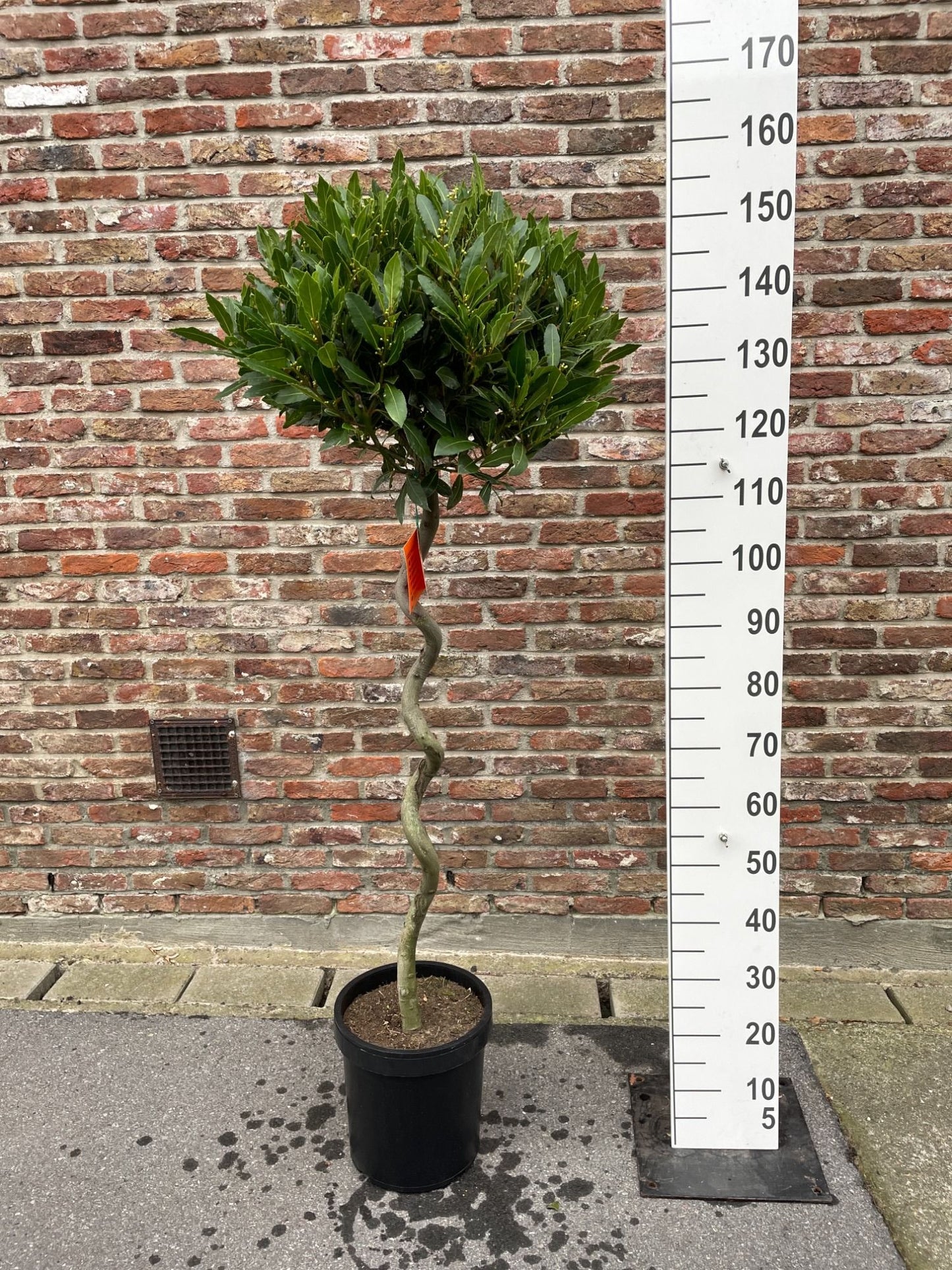 Laurus nobilis corkscrew standard 135cm 25cm Pot
