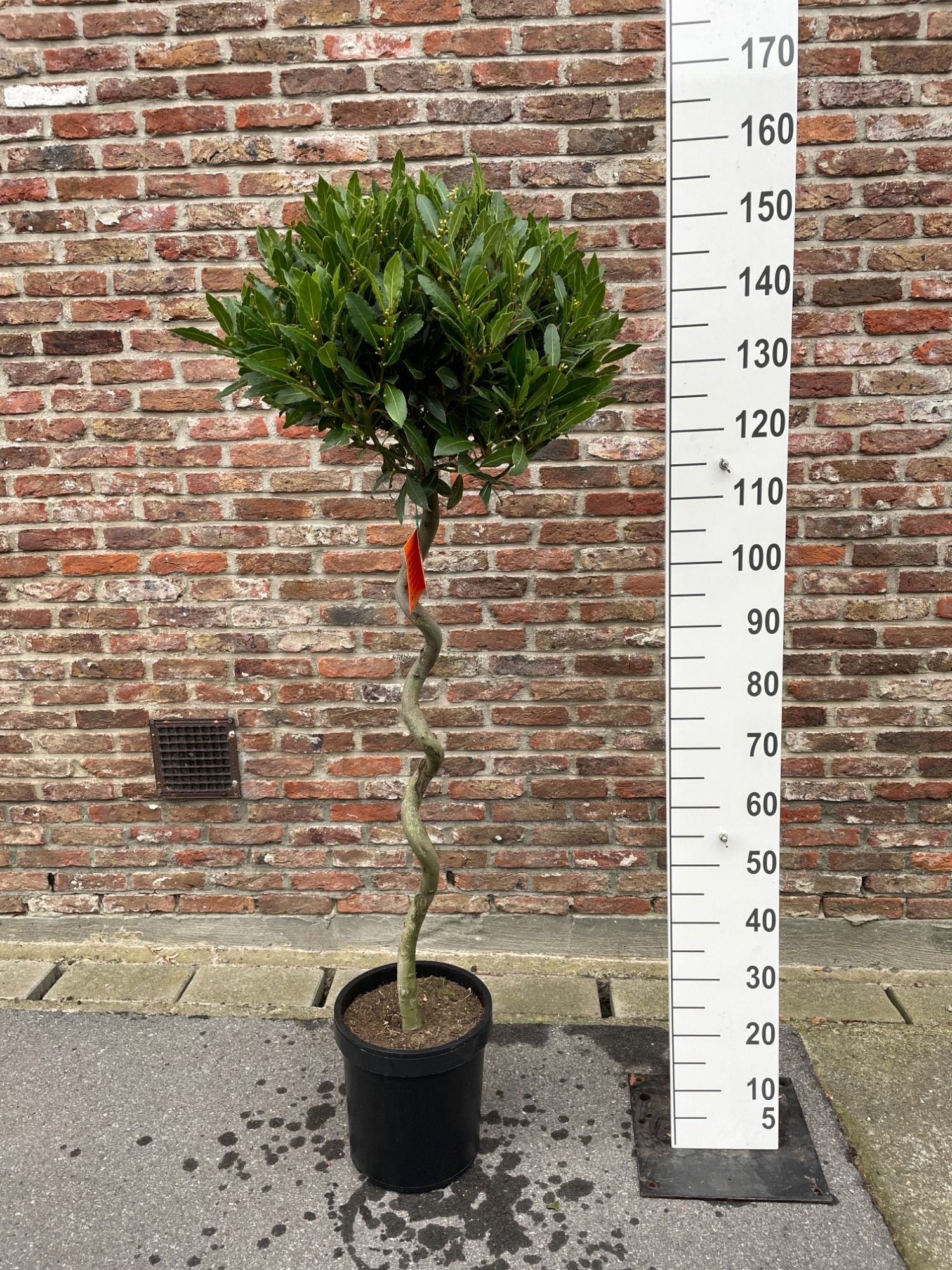 Laurus nobilis corkscrew standard 135cm 25cm Pot