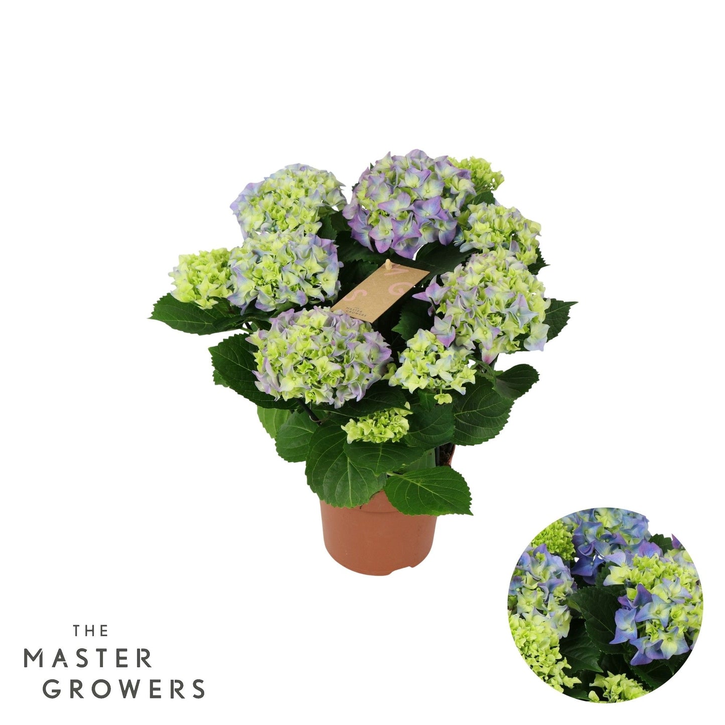 Hydrangea Early Blue 40cm 14cm Pot