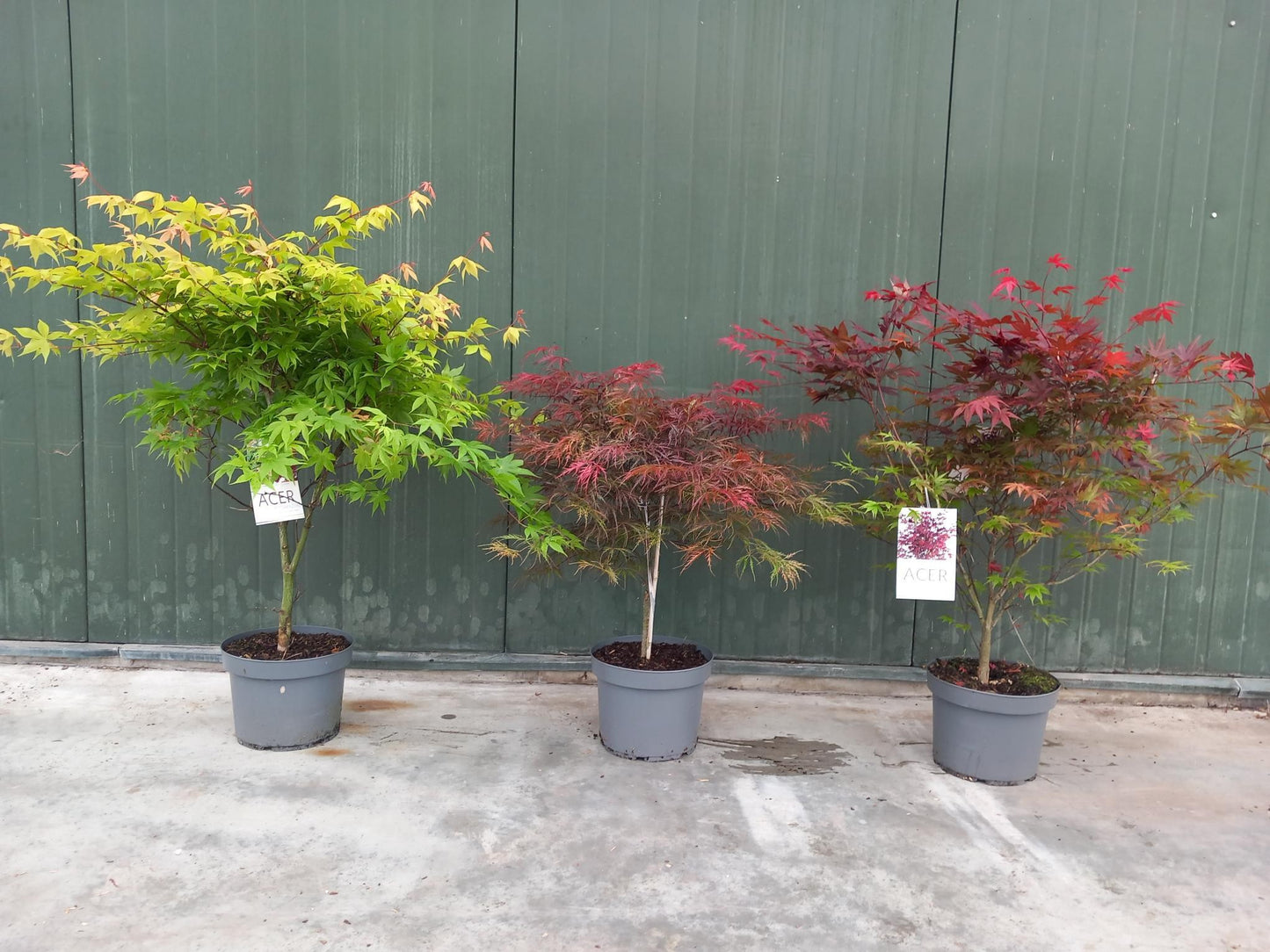 Acer palmatum mix 90cm 29cm Pot