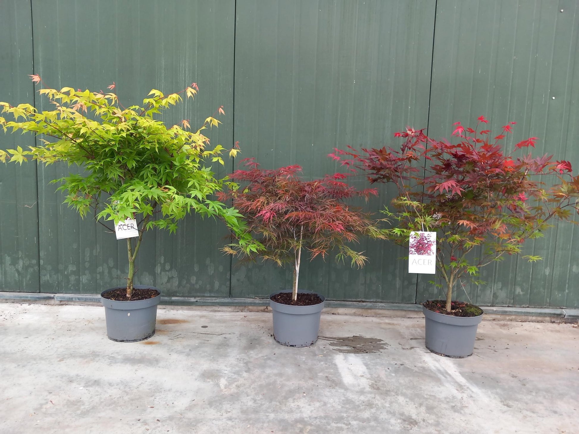 Acer palmatum mix 90cm 29cm Pot