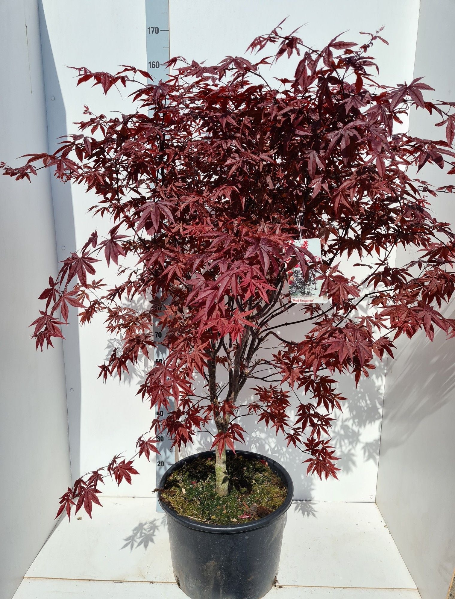 Acer Red Emperor 160cm 43cm Pot