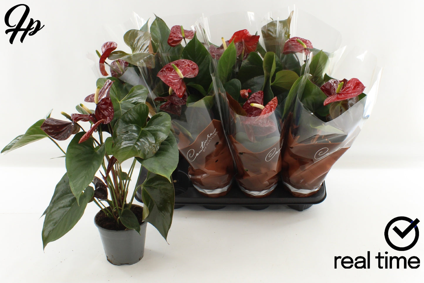 Anthurium Tranquillo 50cm 14cm Pot