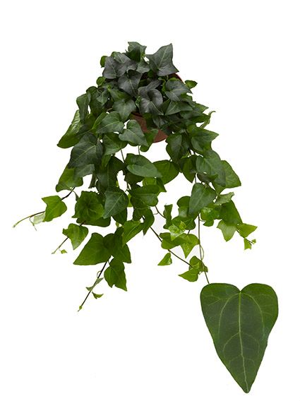 Hedera hel. Mein Herz 13cm Pot