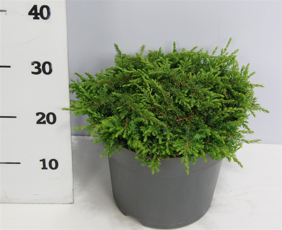 Juniperus com. Green Carpet 30cm 26cm Pot