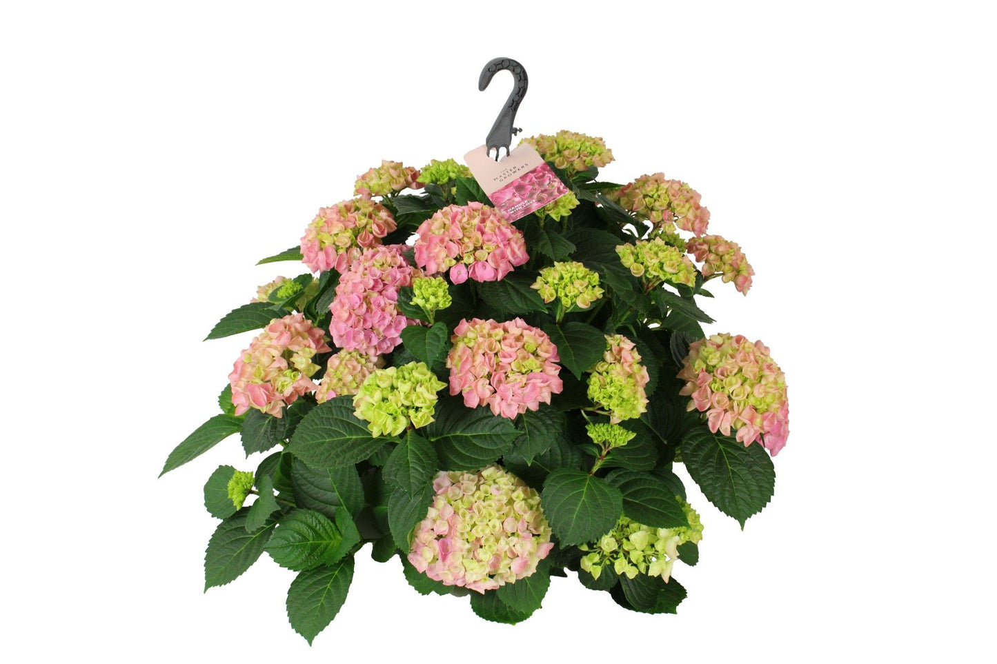 Hydrangea macr. Hi River pink 40cm 27cm Pot
