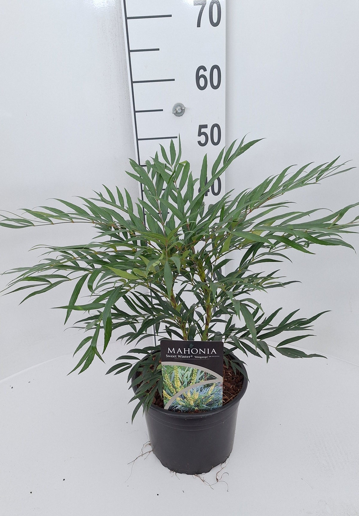 Mahonia 60cm 21cm Pot